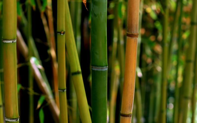 Bamboo Fabric
